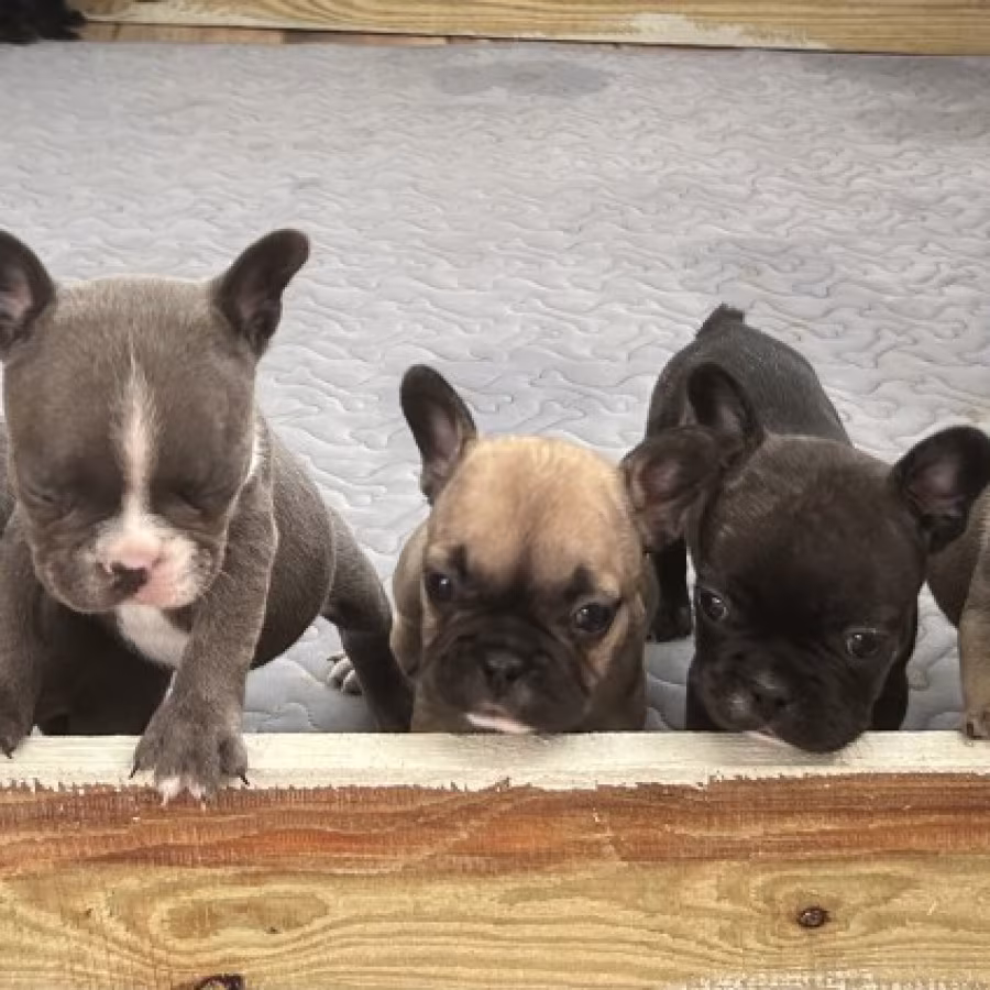 Adorable Docile Purebred Frenchies