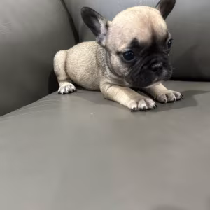 Adorable Docile Purebred Frenchies