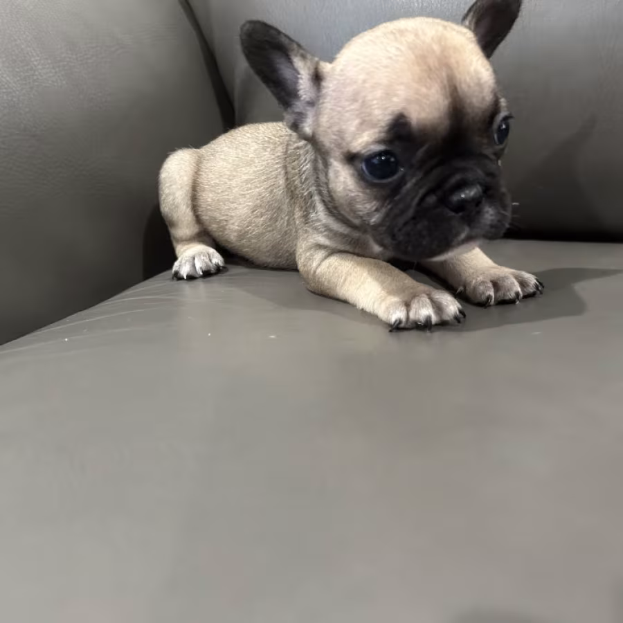 Adorable Docile Purebred Frenchies