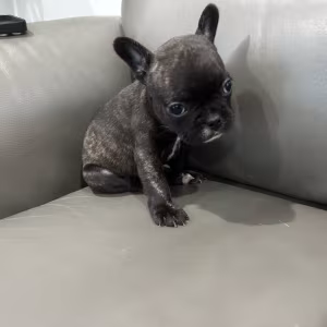 Adorable Sweet Loving Frenchie Pups