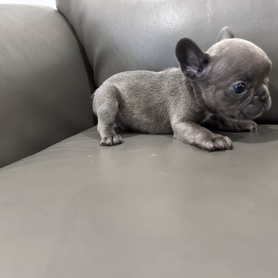 Adorable Sweet Loving Frenchie Pups