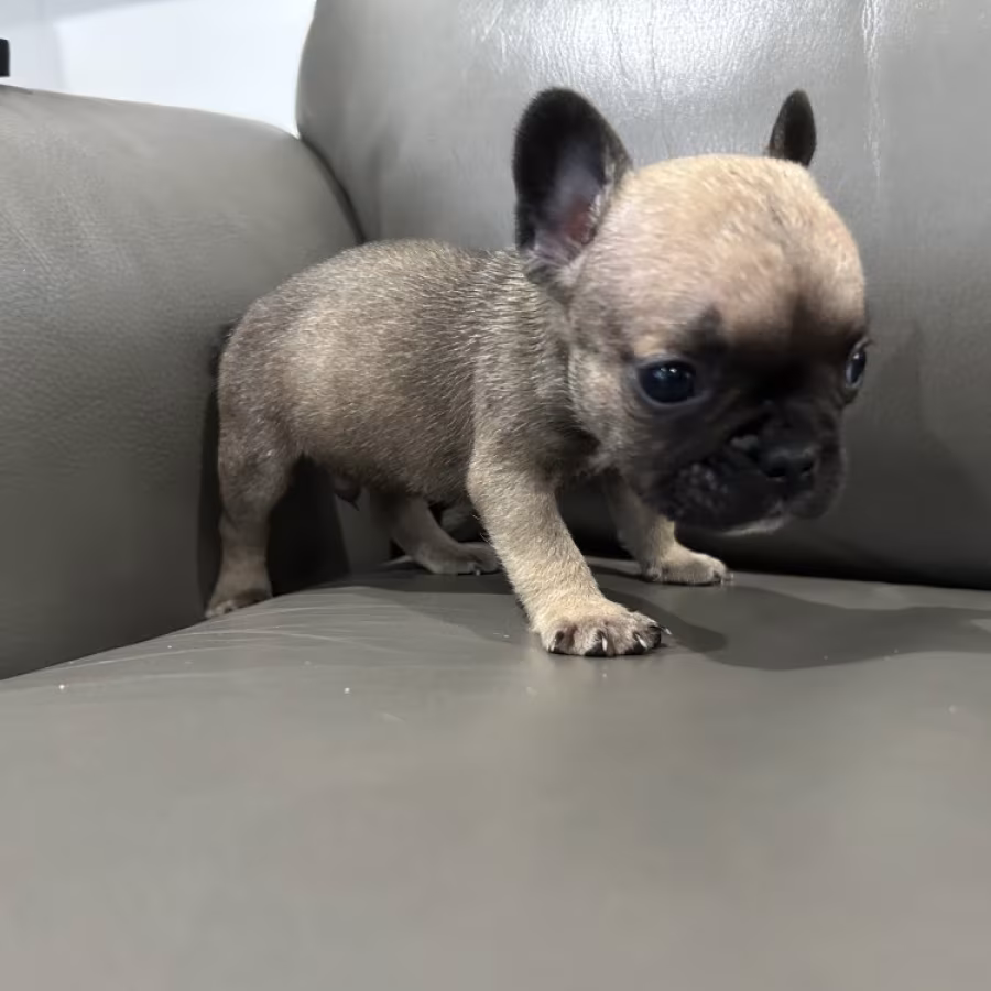 Adorable Sweet Loving Frenchie Pups