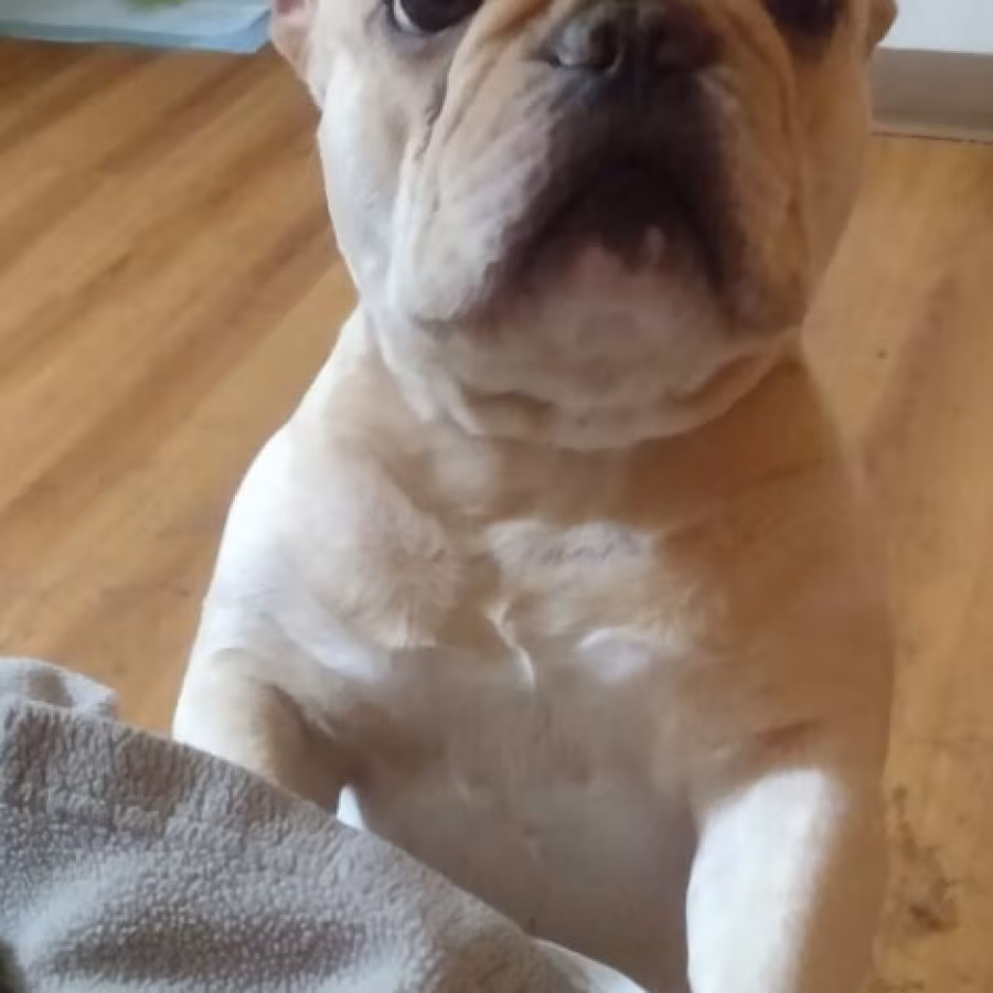 Cream male Frenchie