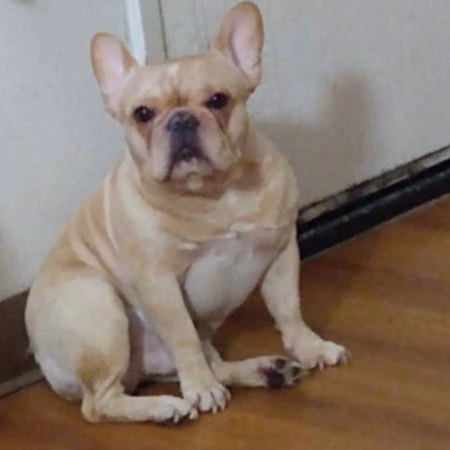 Cream male Frenchie