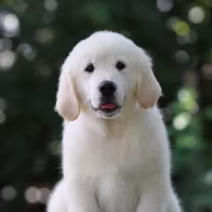 Gorgeous snow white and cream golden golden golden retriever puppies.