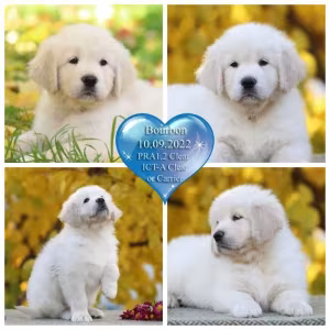 Gorgeous snow white and cream golden golden golden retriever puppies.