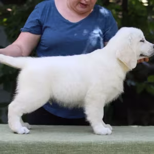 Gorgeous snow white and cream golden golden golden retriever puppies.