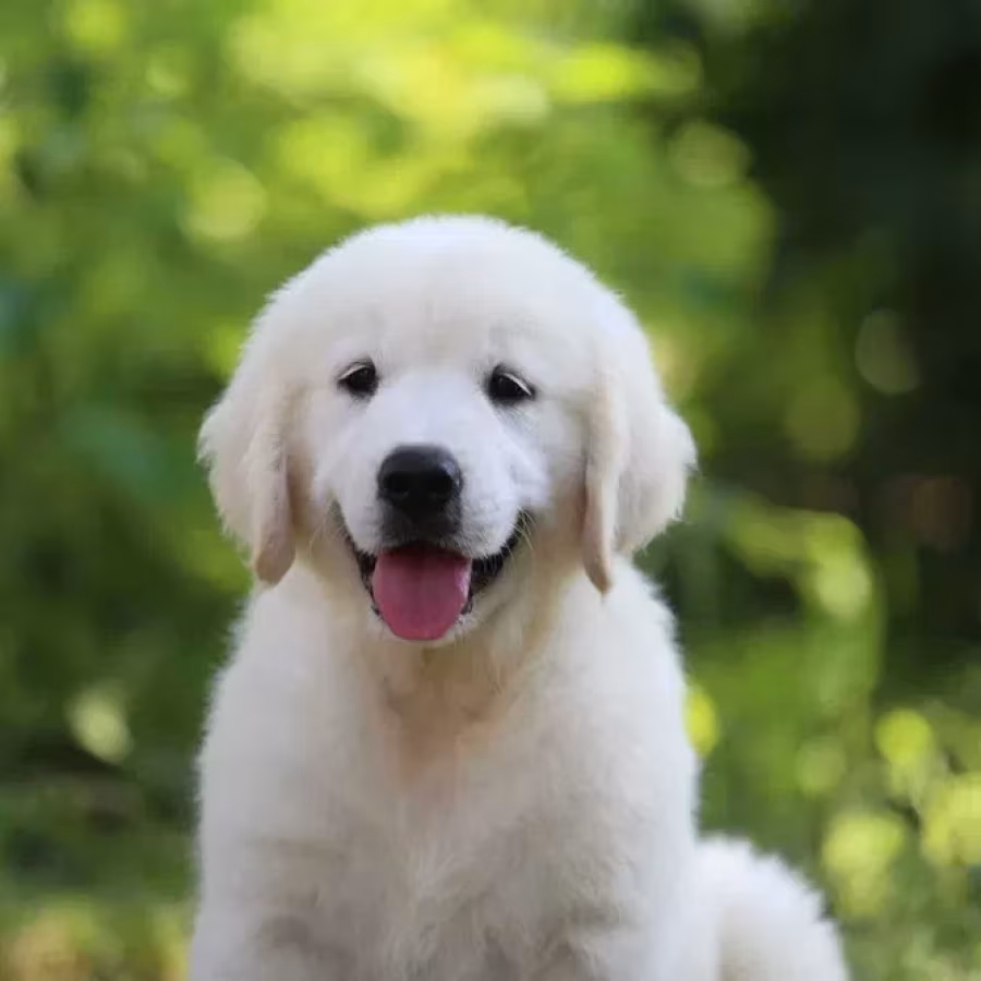 Gorgeous snow white and cream golden golden golden retriever puppies.