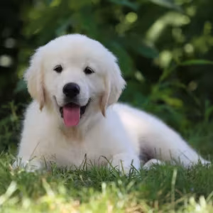Gorgeous snow white and cream golden golden golden retriever puppies.