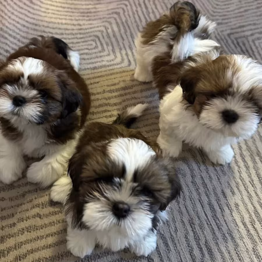Shih Tzu Puppies for Sale in Arizona (AZ)