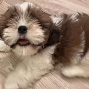 Shih Tzu Puppies for Sale in Arizona (AZ)