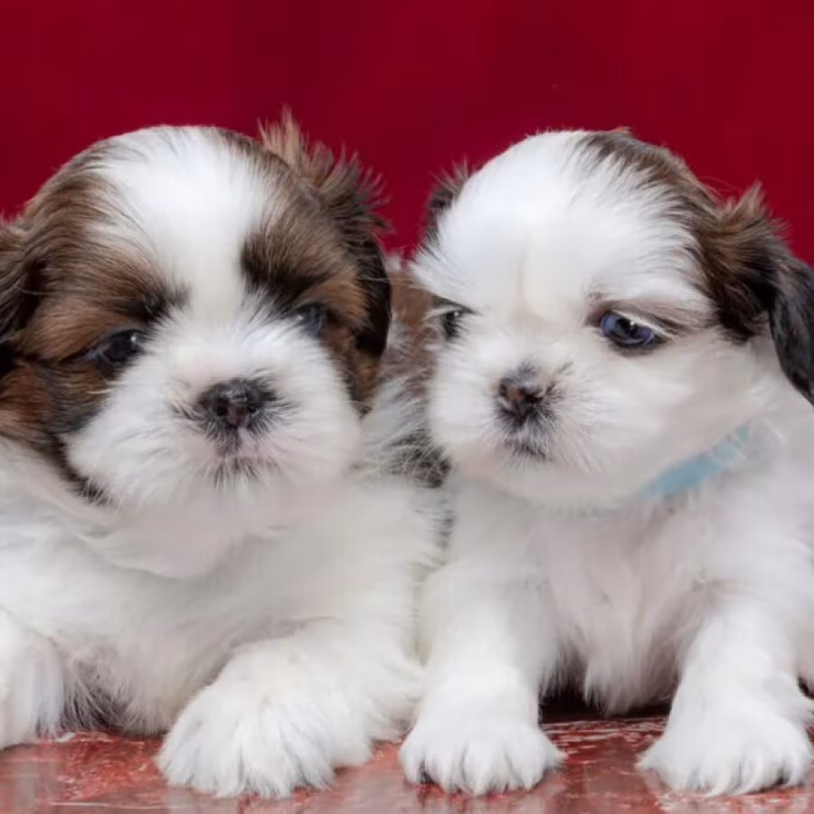 Male and Female Shih Tzu Puppies for Sale in Pennsylvania (PA)