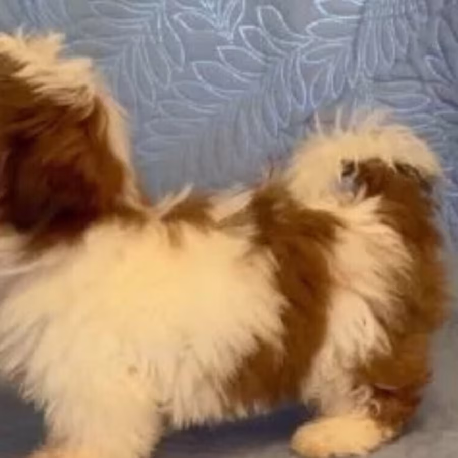 Shih Tzu Female Puppy for Sale in Florida (FL)