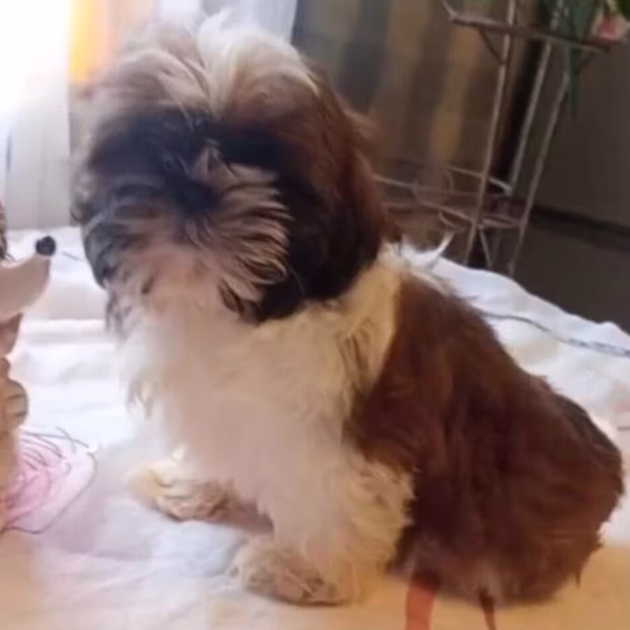 Shih Tzu Female Puppy for Sale in Florida (FL)