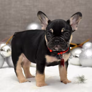 Female Black Tan in Georgia