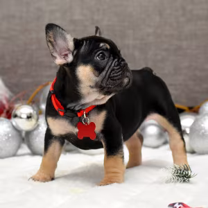 Female Black Tan in Georgia