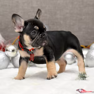 Female Black Tan in Georgia