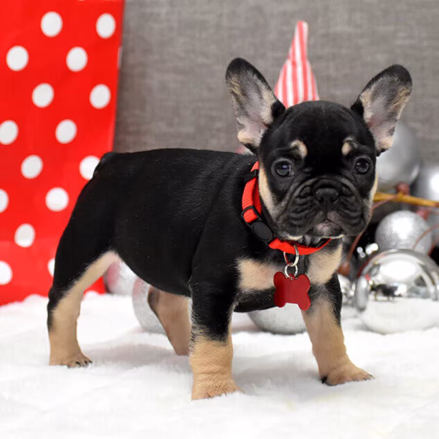 Female Black Tan in Georgia