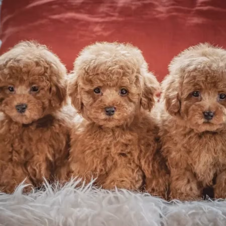 Toy Poodle Puppies for Sale in Bronx (NY)