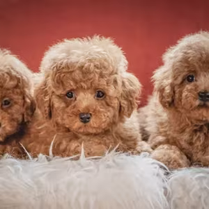 Toy Poodle Puppies for Sale in Bronx (NY)
