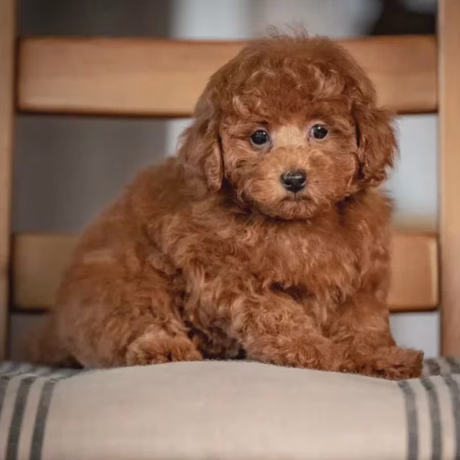 Toy Poodle Puppies for Sale in Bronx (NY)