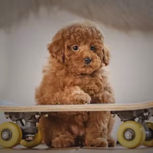 Toy Poodle Puppies for Sale in Bronx (NY)