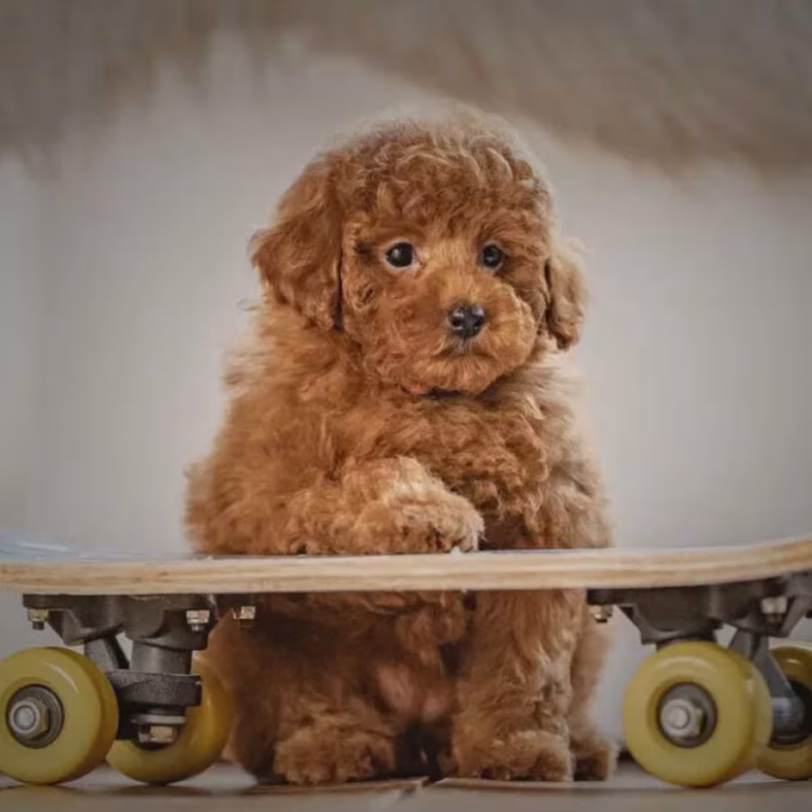Toy Poodle Puppies for Sale in Bronx (NY)