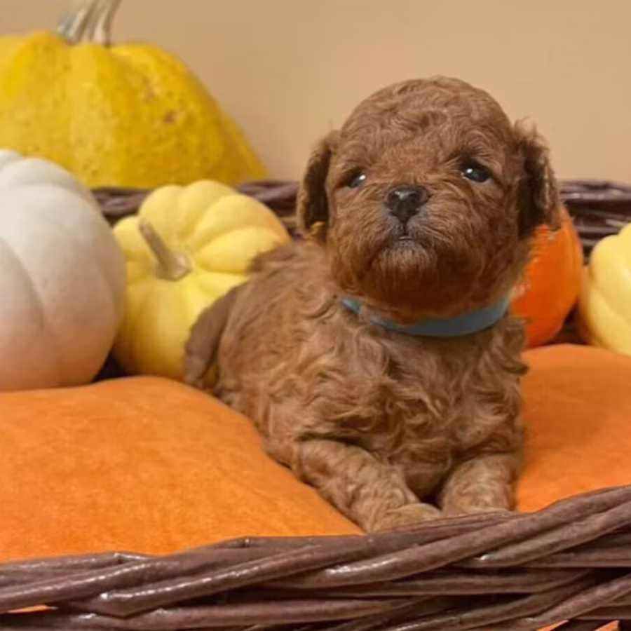 Miniature Poodle Puppies for Sale in San Diego (CA)