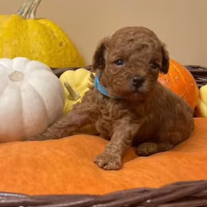 Miniature Poodle Puppies for Sale in San Diego (CA)