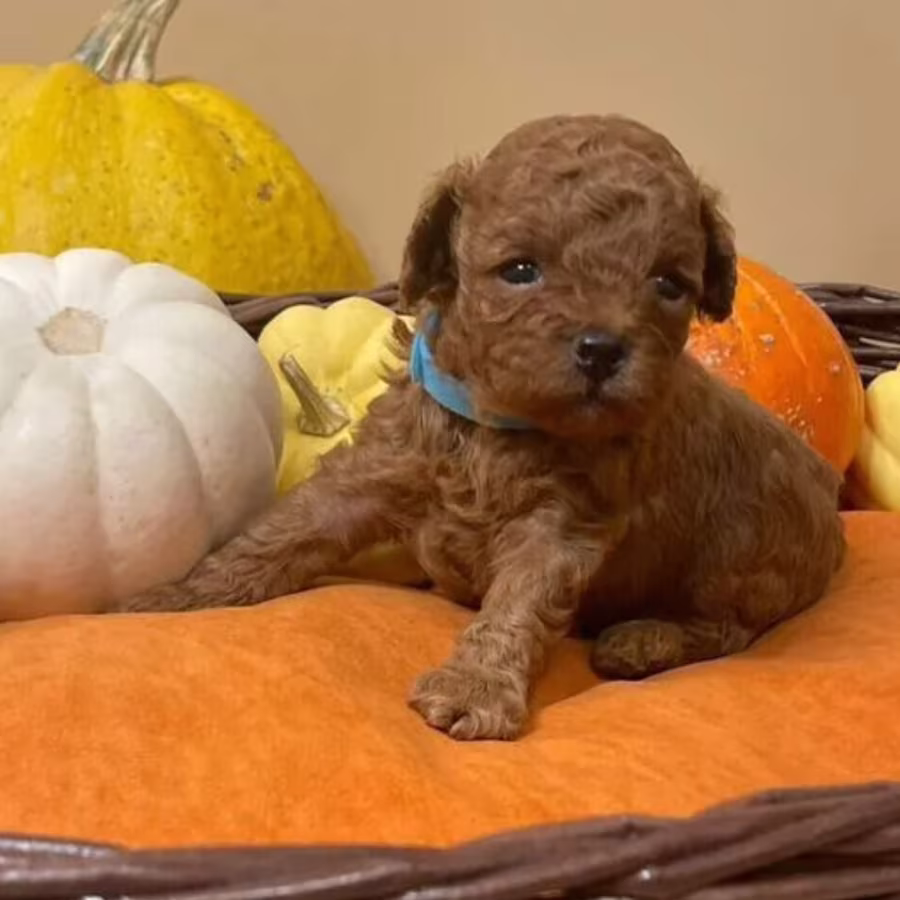 Miniature Poodle Puppies for Sale in San Diego (CA)