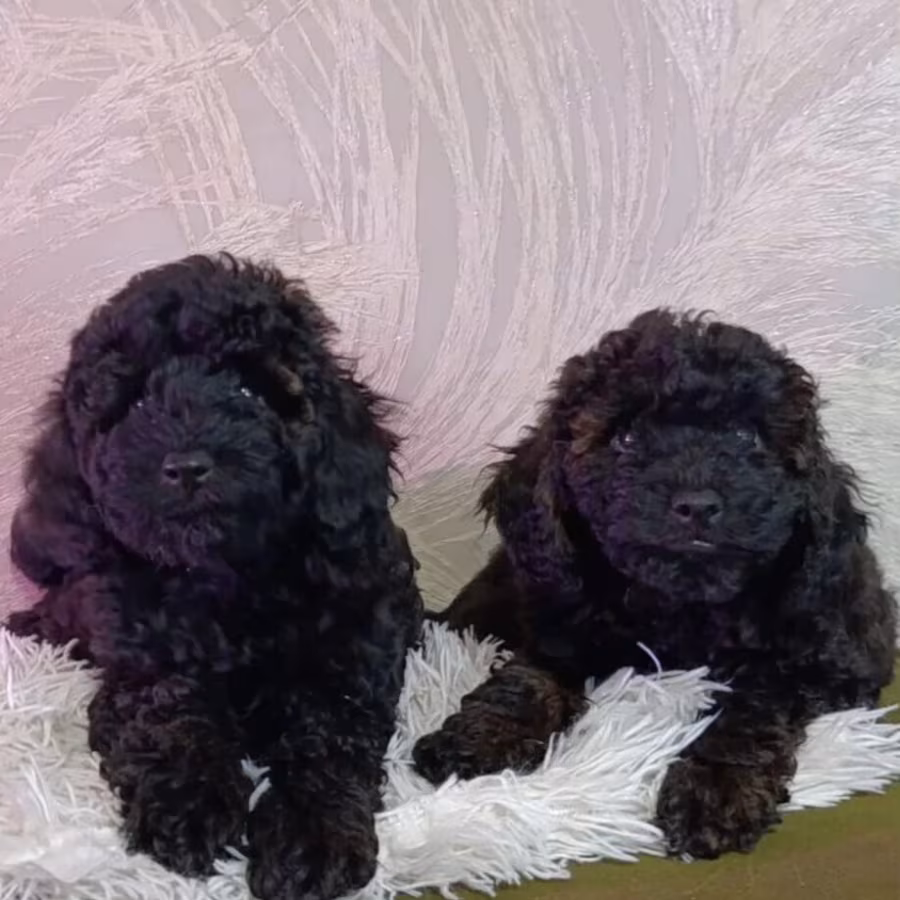 Standard Poodle Puppies for Sale in Texas (TX)