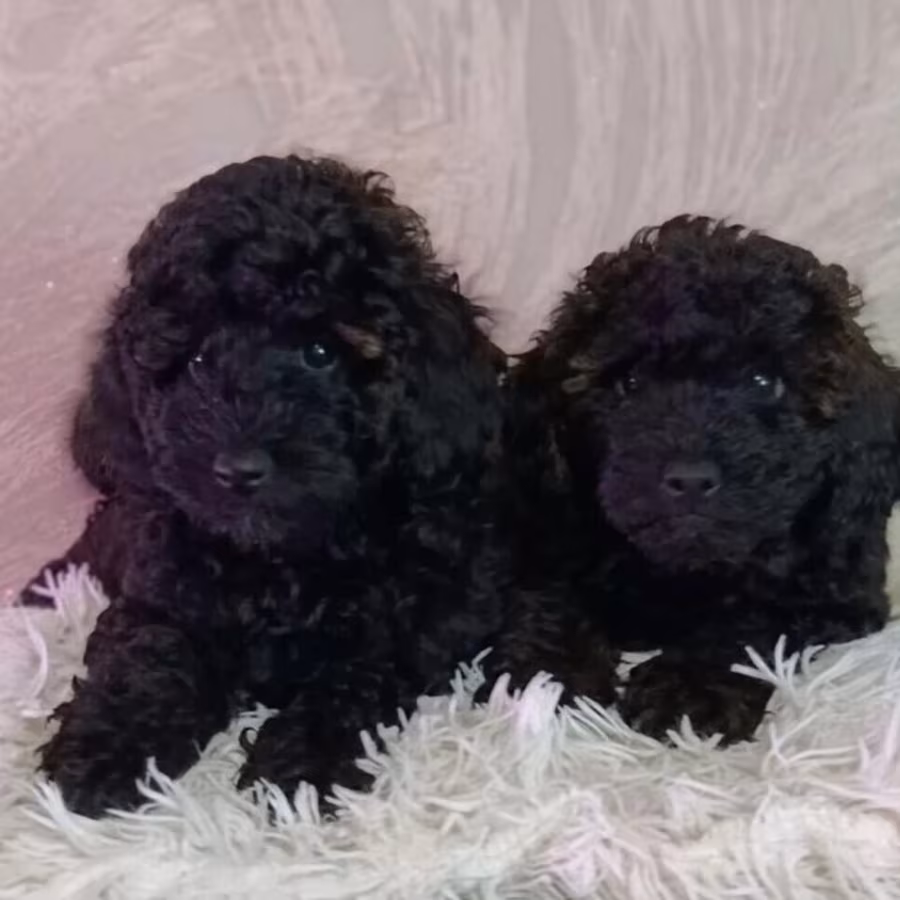 Standard Poodle Puppies for Sale in Texas (TX)