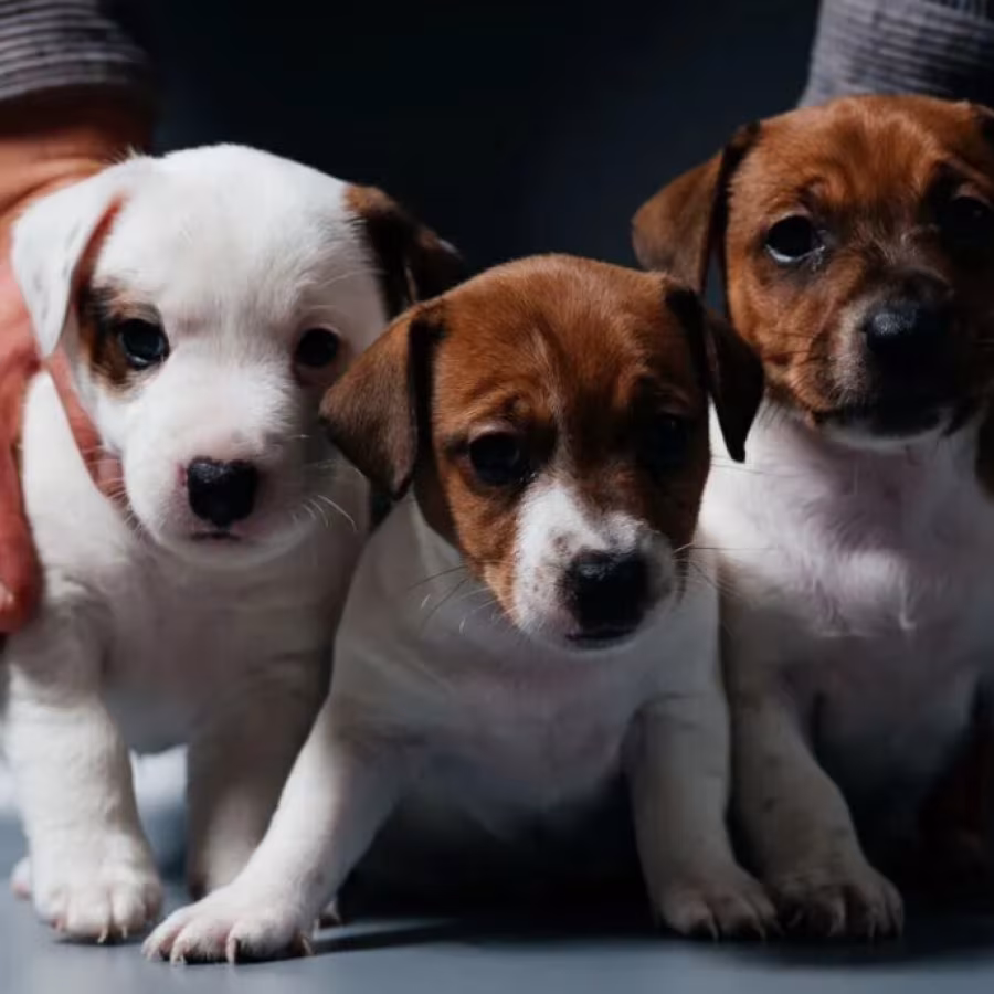 Jack Russell Terrier Puppy for Sale in Georgia (GA)