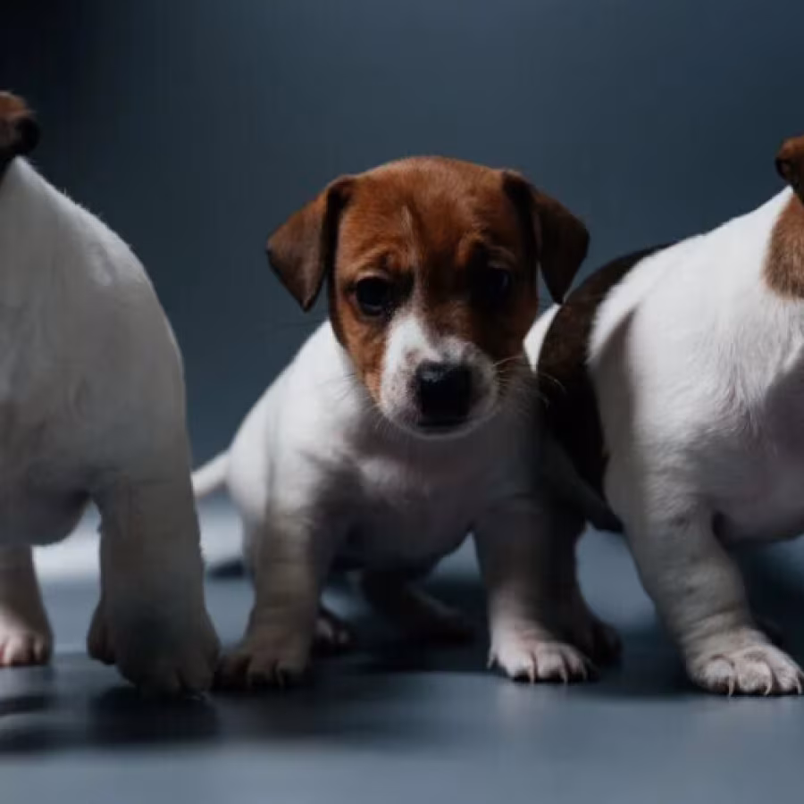 Jack Russell Terrier Puppy for Sale in Georgia (GA)