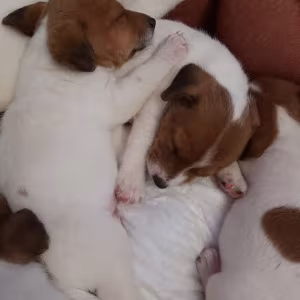 Jack Russell Terrier Female Puppy for Sale in Arizona (AZ)