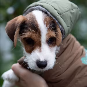 Jack Russell Terrier Puppies for Sale in San Antonio (TX)