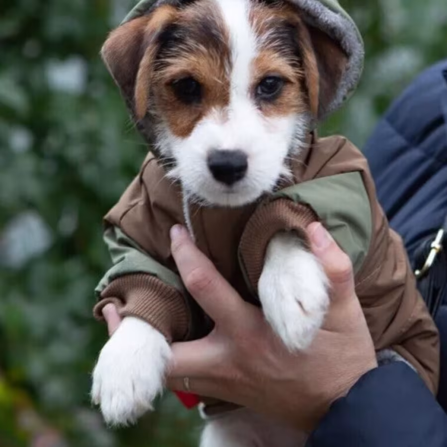 Jack Russell Terrier Puppies for Sale in San Antonio (TX)
