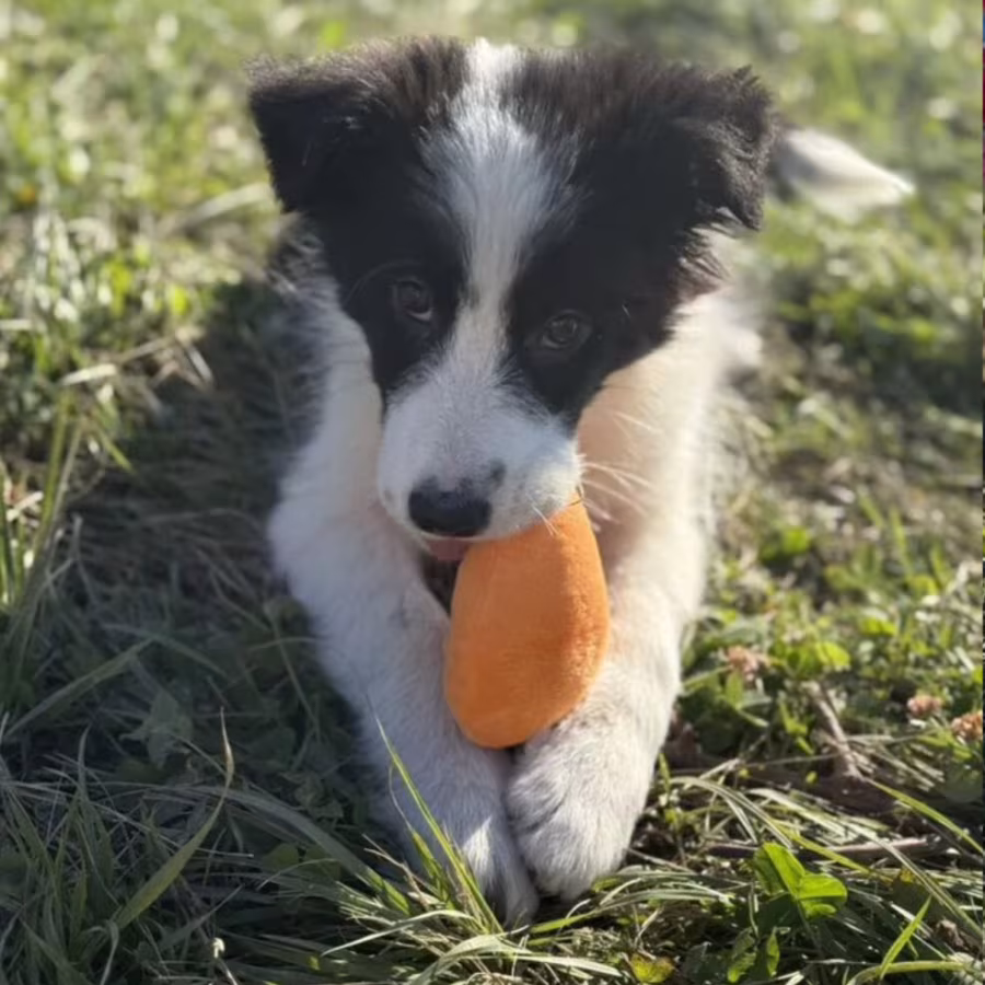 Collie Puppies for Sale in Austin (TX)