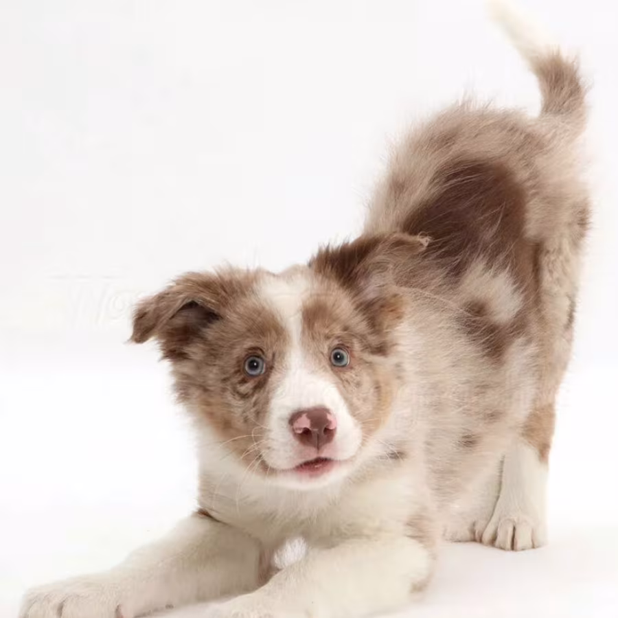 Collie Puppies for Sale in Houston (TX)
