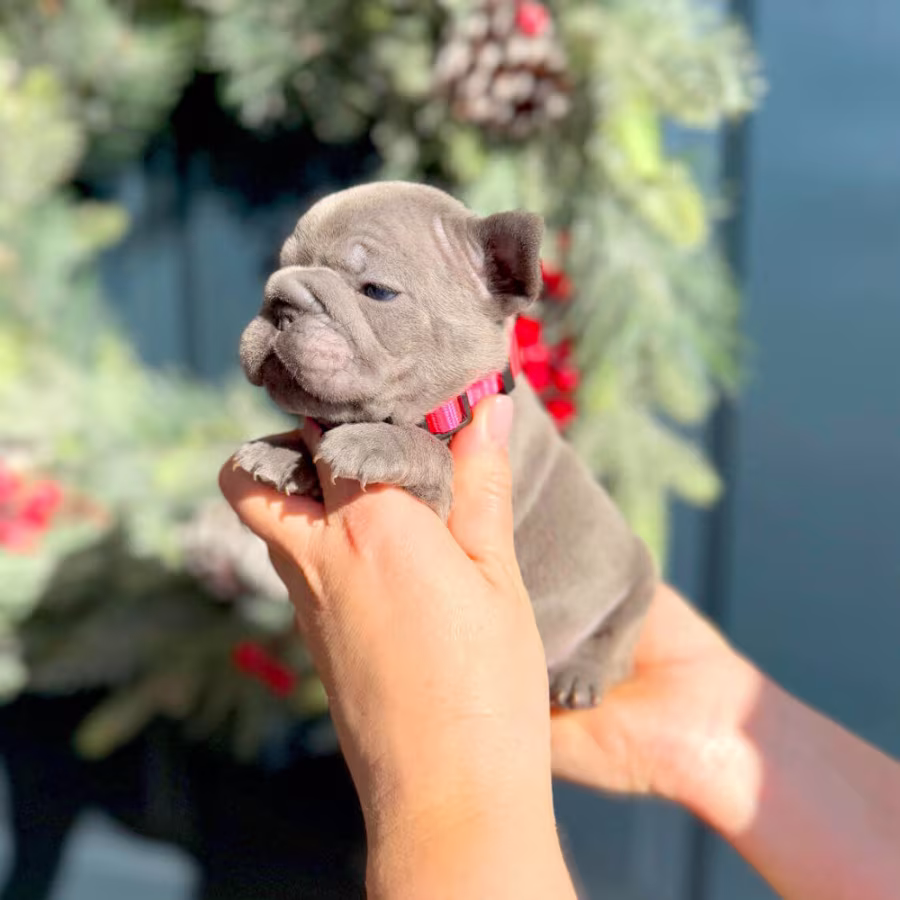 Female Blue AKC In Georgia