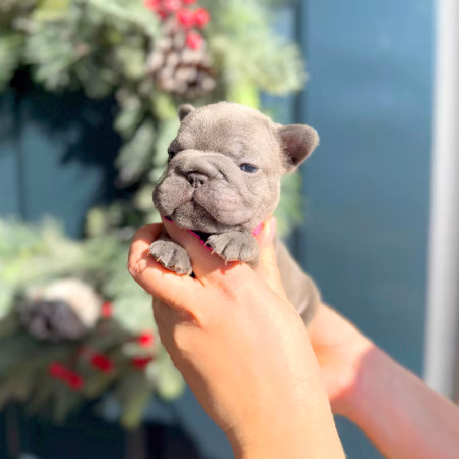 Female Blue AKC In Georgia