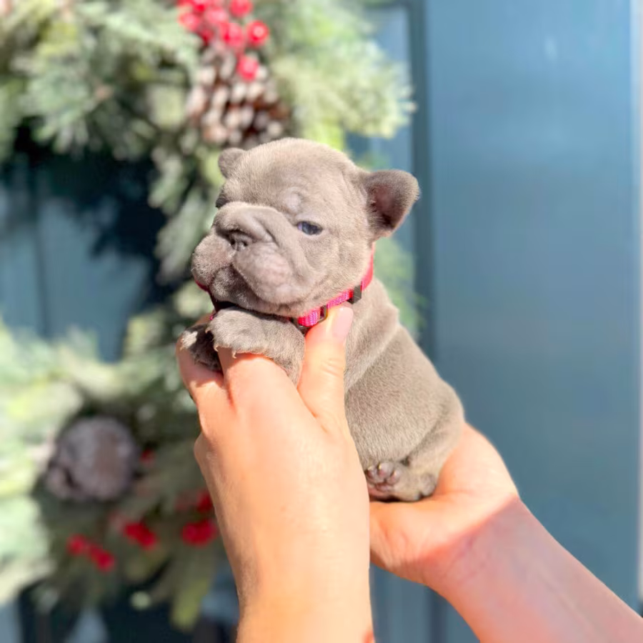 Female Blue AKC In Georgia