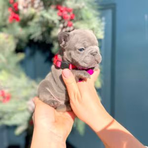 Female Blue AKC In Georgia