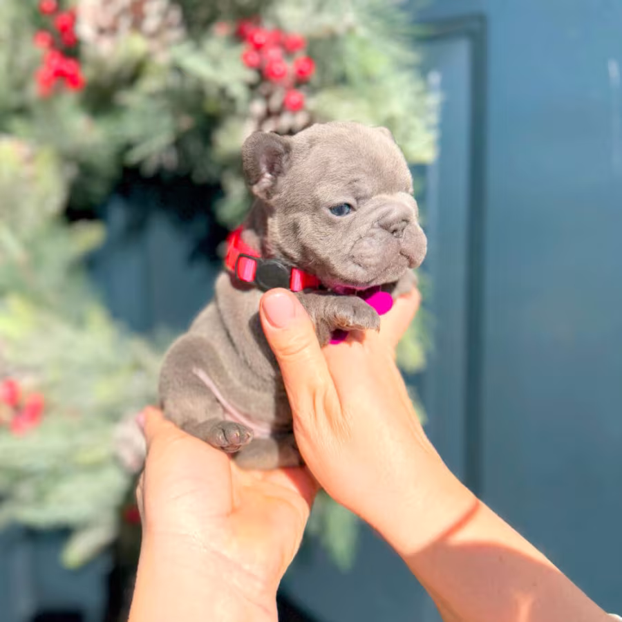 Female Blue AKC In Georgia