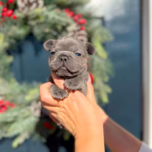 Female Blue AKC In Georgia