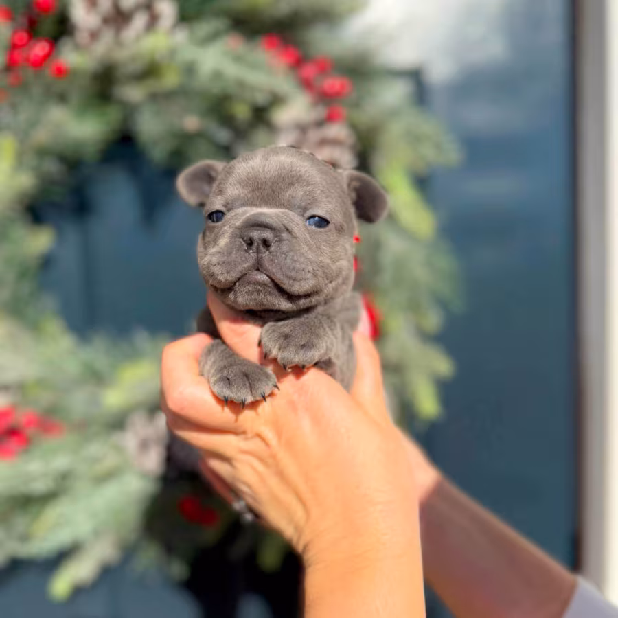 Female Blue AKC In Georgia
