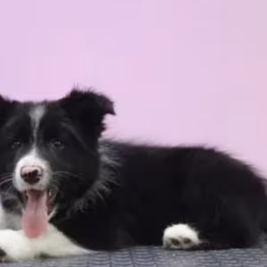 Collie Female Puppy for Sale in New York (NY)