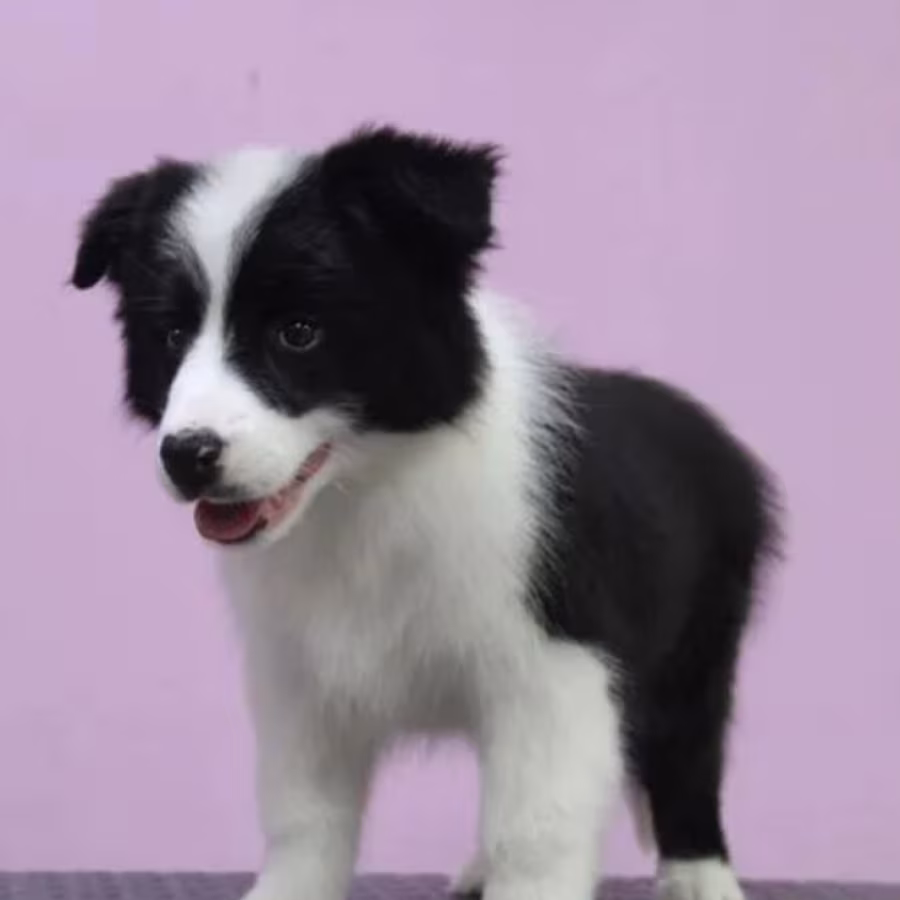 Collie Female Puppy for Sale in New York (NY)