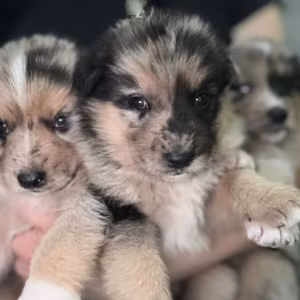 Australian Shepherd Puppies for Sale in Arizona (AZ)