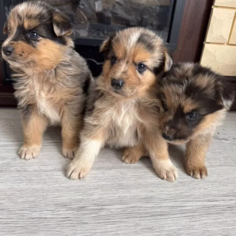 Australian Shepherd Puppies for Sale in Arizona (AZ)